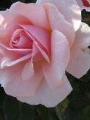 Precious Memories with Roses