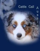 Cattle Call Toy Aussies