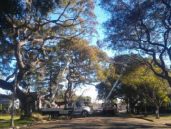 Thrifty Tree Service