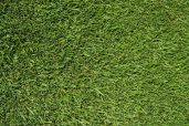 The Lawn Star of Fischer