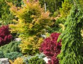 Conifer Kingdom