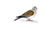 Turtle Doves