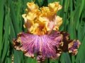 Sutton Iris