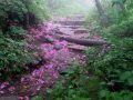 Gardens of The Blue Ridge