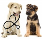 Throgs Neck Animal Hospital