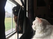 The Pampurred Cat
