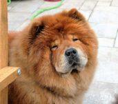 Chow Chow Rescue