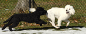 Turnabout Portuguese Water Dogs