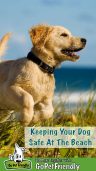 Keep Doggie Safe