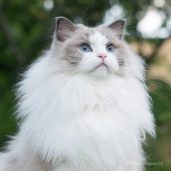 Royal Bicolor Ragdolls