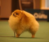 Carripom Pomeranians