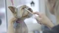 Adorable Pampered Pets