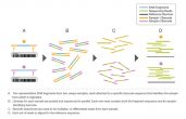 Genome Multiplex