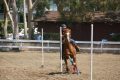 Aloha Ranch Horseback Riding