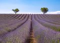 Lavender Fields Day Spa