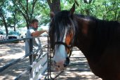 Double M Warhorse Ranch