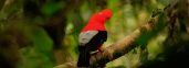 Peru Birding Tours