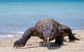 Komodo and Bali Tours