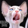 Beeblebrox Sphynx Cattery