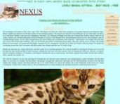 Nexusbengals.com
