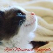 Red Mountain Ragdolls