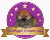 Dochlaggie Pomeranians