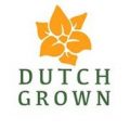 Dutch Grown