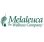 Melaleuca