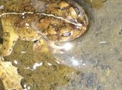 Toad LA