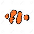 Clown Fish USA