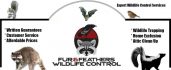 Fur And Feathers Wildlife Control