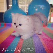 Kismet Kittens