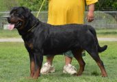 Guardian Rottweilers