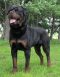 Mountain View Rottweilers