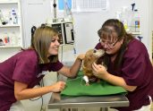 Pima Pet Clinic