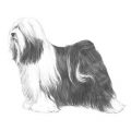 Dazzlin Tibetan Terriers