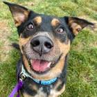 River Pet Resort and Rehab