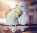 Parrotletbirds