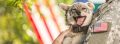Katy pet wellness services