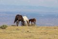 Hi Desert Horses