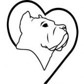 Cane Corso Rescue