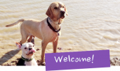 Zoes Professional Animal Care And Sitter Service