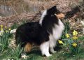 Twin Acres Shelties