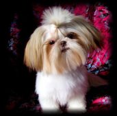 Sweet Tooth Shih Tzu