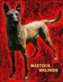 Mastock Malinois