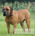 Great Lakes Boerboels