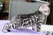 Grace On High Bengals