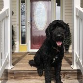 Glendas Grooming And Boarding