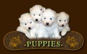 Dz Legendary Samoyeds
