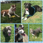Daviess County Animal Control